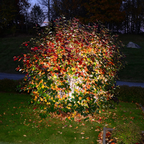 Bild på vår Aronia-buske.