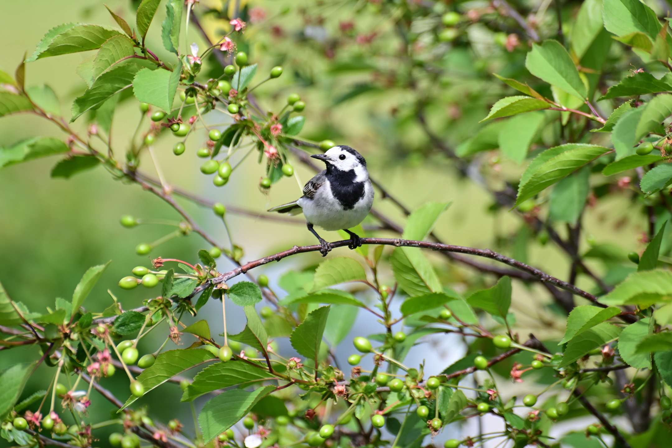Fågel