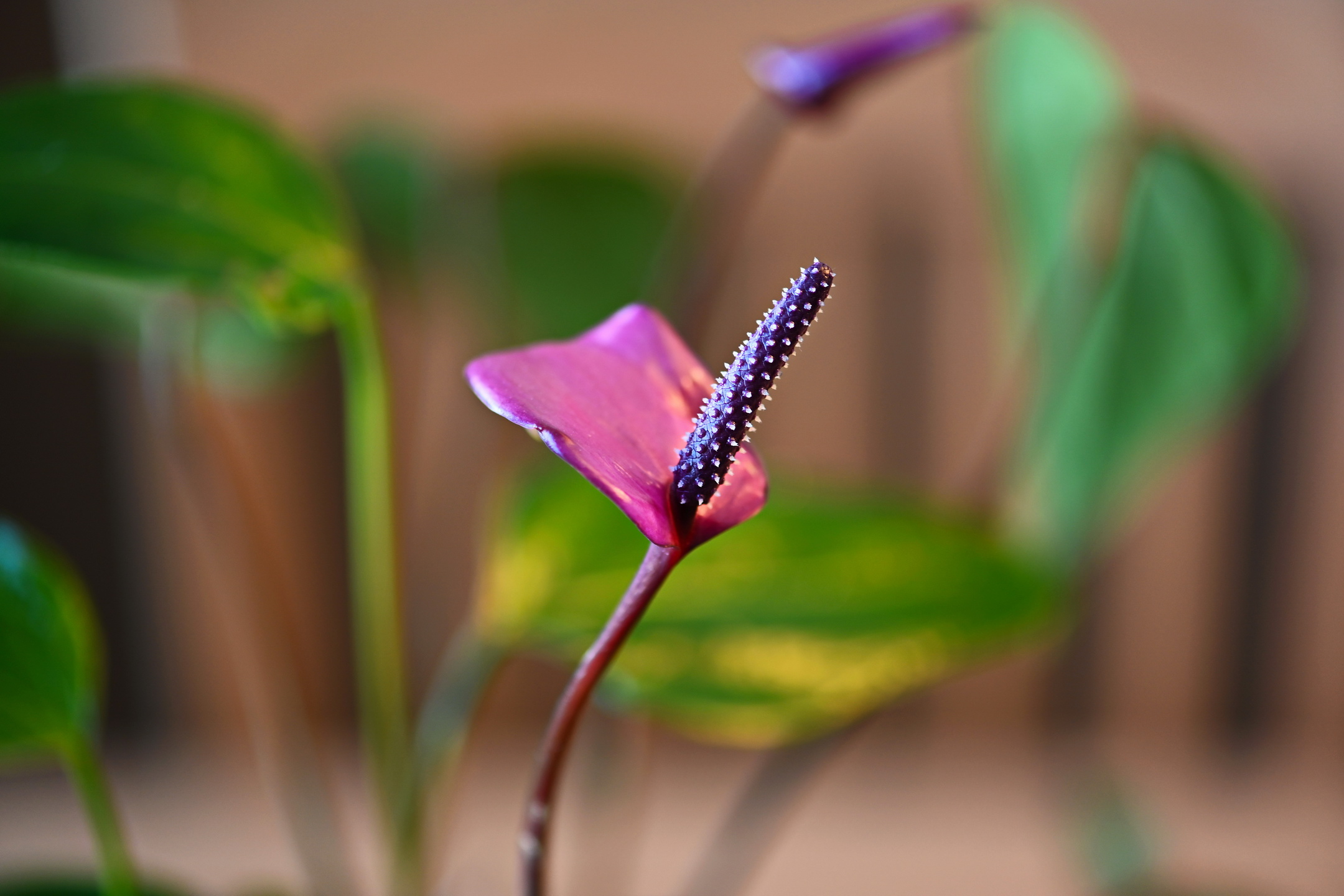 Närbild på blomma.