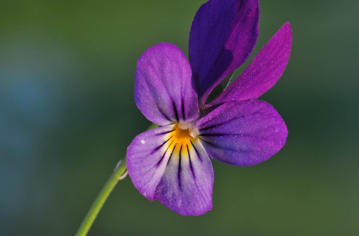 Närbild på blomma.