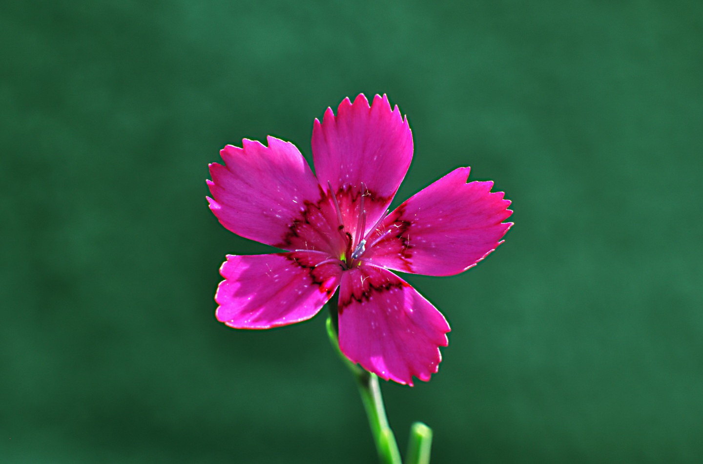 Närbild på blomma.