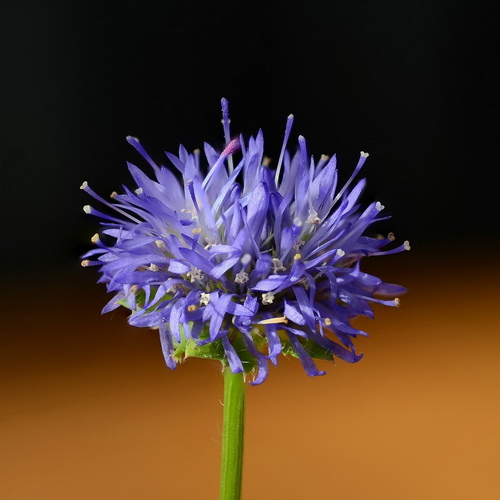 Närbild på en blomma.